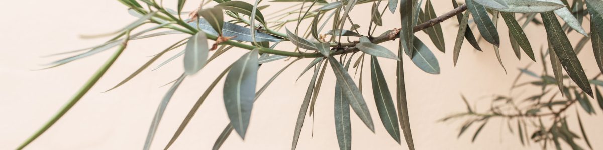 Green,Leaves,Branches,On,White,Background.,Minimal,Nature,Concept.,Copy